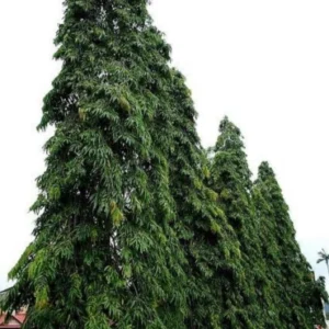 Polyalthia Pendula