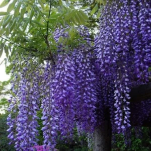 Bolusanthus speciosus