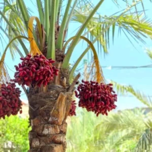 Date palm