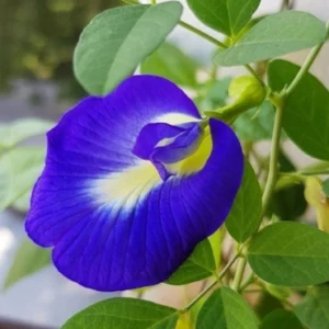 Blue Butterfly pea