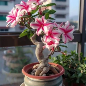 Adenium shrub