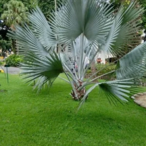 Bismarkia palm