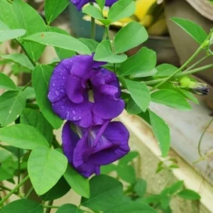 Jaquamatia  creeper climber