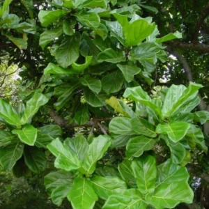 Ficus Lyrata