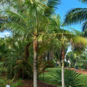 Latenia rubra Palm