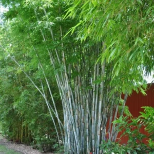 White Bamboo