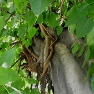 Ficus religiosa Bodhi Tree