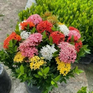 Mini Ixora shurb
