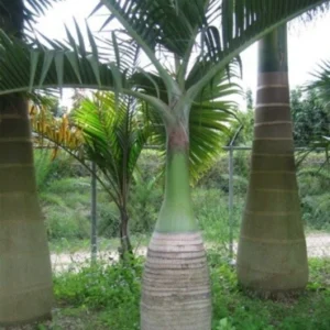 Nolina Palm