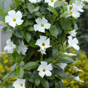 Mandeville white climber