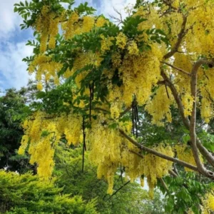 Golden Shower Tree