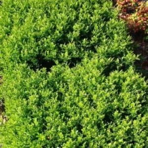 Murrayya Dwarf shurb