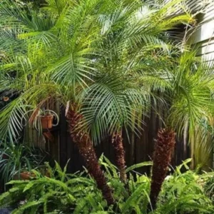 Phoenix palm