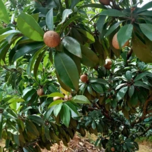 Sapota (Sapodilla)