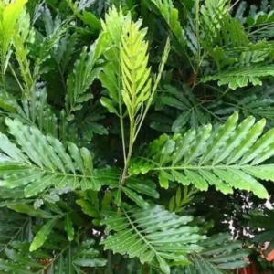Japanese Fern