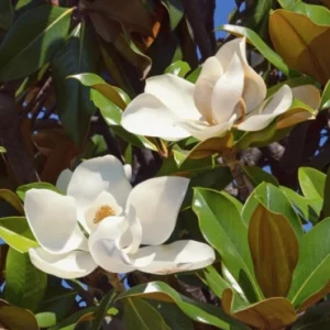 Magnolia Grandiflora