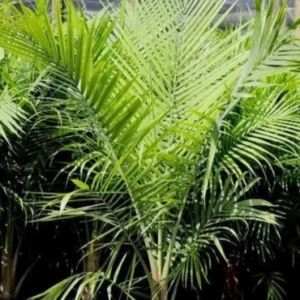 Ravina palm