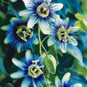 Passiflora Blue  climber