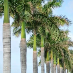 Royal palm