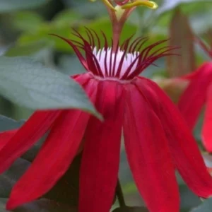 Passiflora red climber