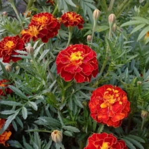 Seema Banthi (Diwali flower)