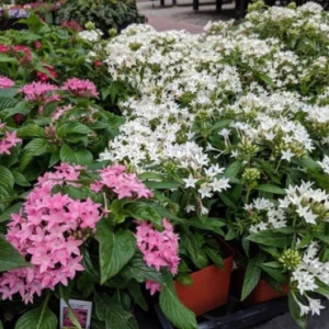 Pentas mix shrub