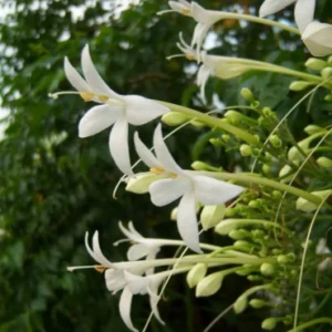 Millingtonia Hortensis