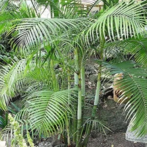 Supari palm