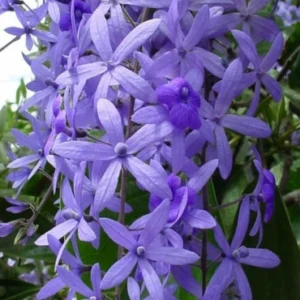 Petrea Volubilis climber