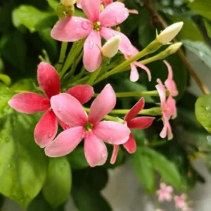 Quisqualis indica dwarf climber