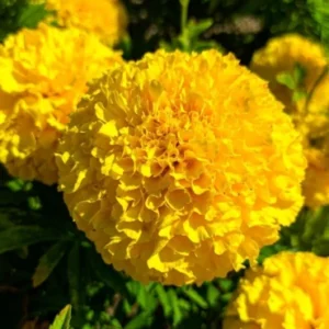 Tagetes  yellow