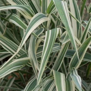 Ribbon grass