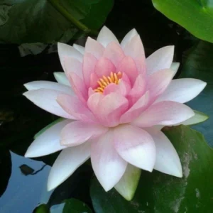 Water lily