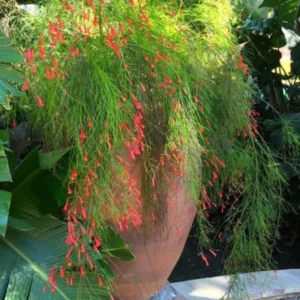 Russelia plant shrub