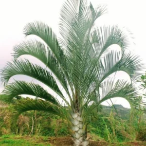 Triangular palm
