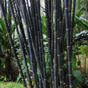 Black Bamboo