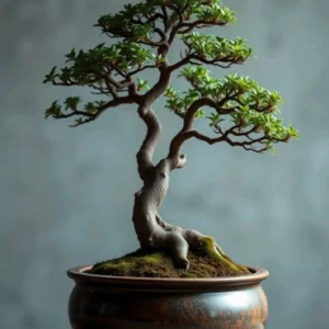 Bonsai 2