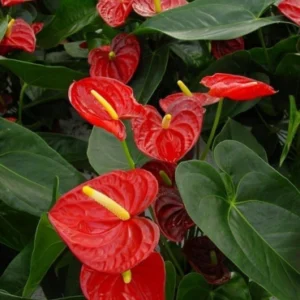 Anthurium red