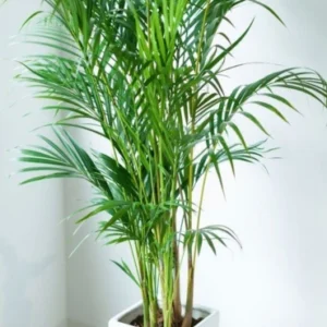 Table Palm