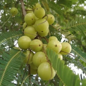 Amla