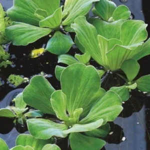Water Lettuce Aquatics
