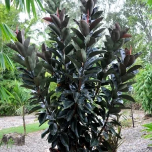 Black rubber plant shrub