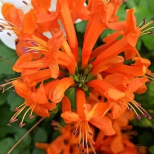 Tecoma capensis climber
