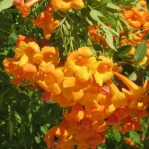 Tacoma New orange shrub