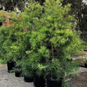 Podocarpus Gracilior