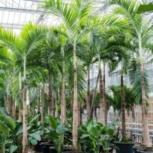 Veitchia merlli gold