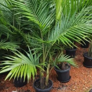 Veitchia merlli green