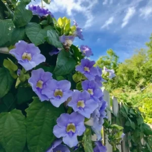 Thunbergia Grandiflora climber