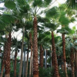 Washingtonia Palm