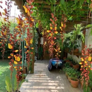 Thunbergia Grandiflora climber